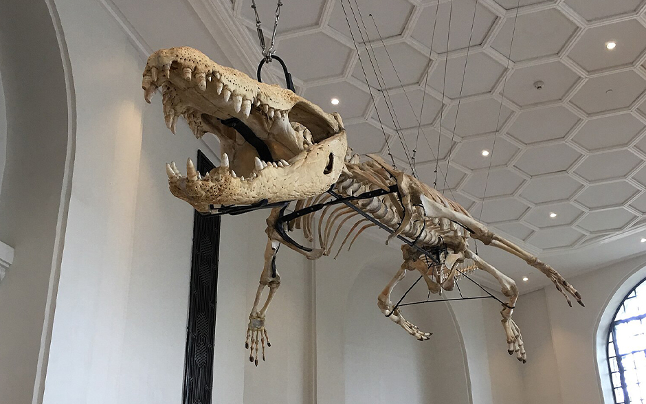 Preserved bones of Lolong at the National Museum of Natural History.