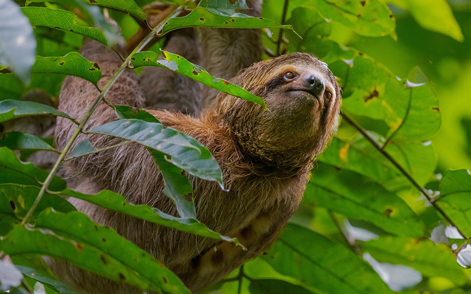 Closeup shot of a sloth in Manuel Antonio