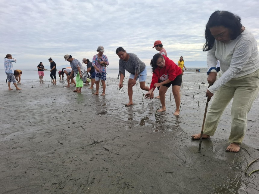 Volunteers planting mangrove seedlings along the coast.