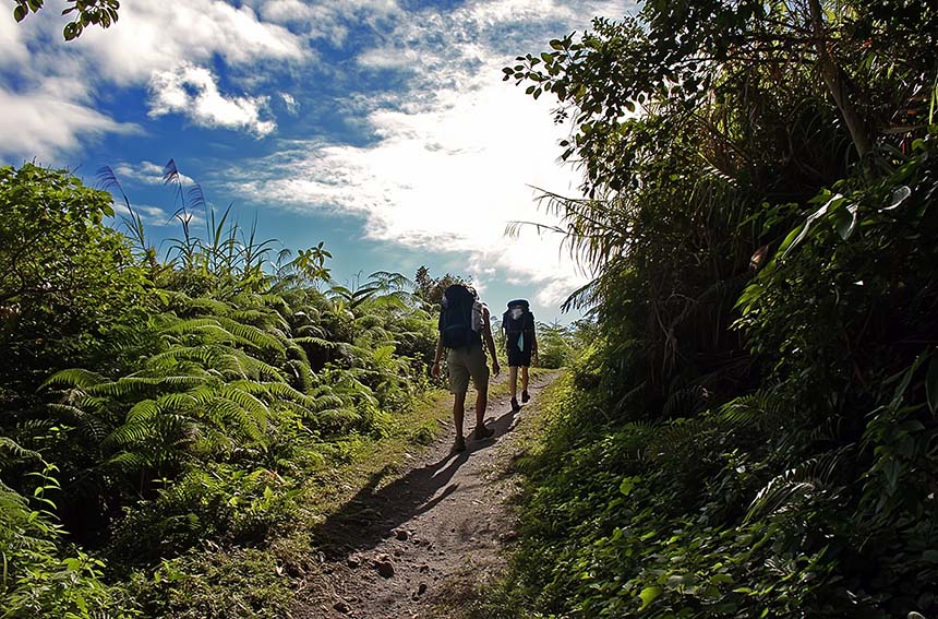 Two hikers on a sunlit path surrounded by dense greenery.