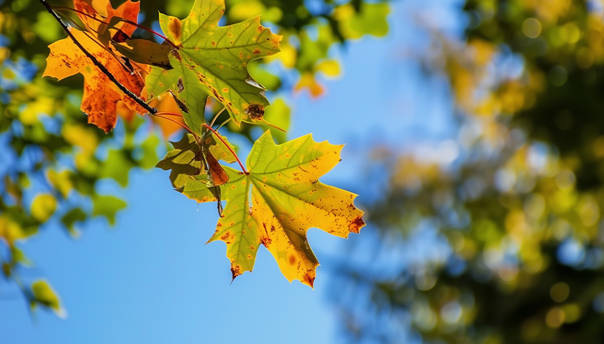 Leaves glowing in warm gold tones.