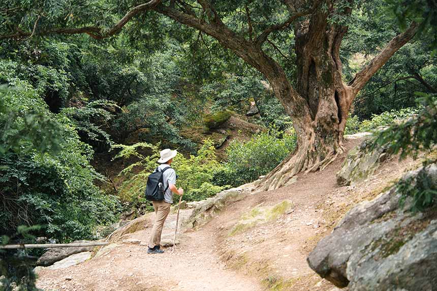 A hiker walking along a forest trail surrounded by tall trees and rocky terrain on a mountain path.