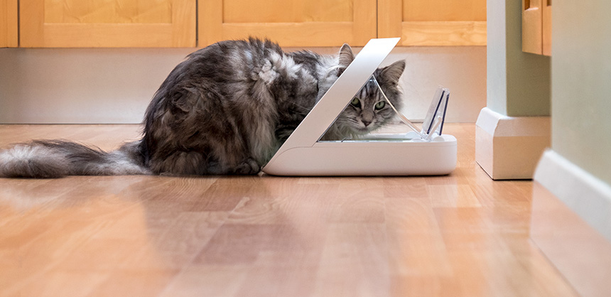 Cat eating from a SureFeed microchip pet feeder that opens only for registered pets.