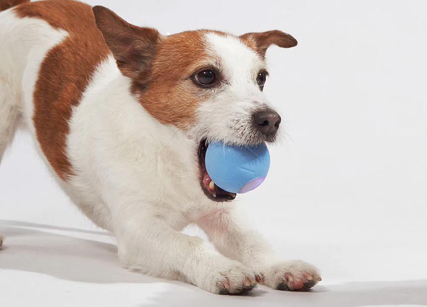 Small dog playing with a Cheerble Wicked Ball SE interactive toy on a white background.