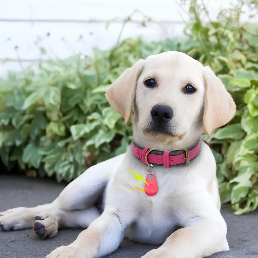 Puppy wearing a pink collar with a small Bluetooth pet tracker attached.