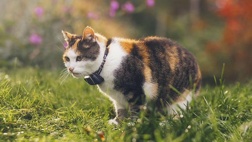 Cat wearing a GPS tracking collar while exploring grass outdoors.
