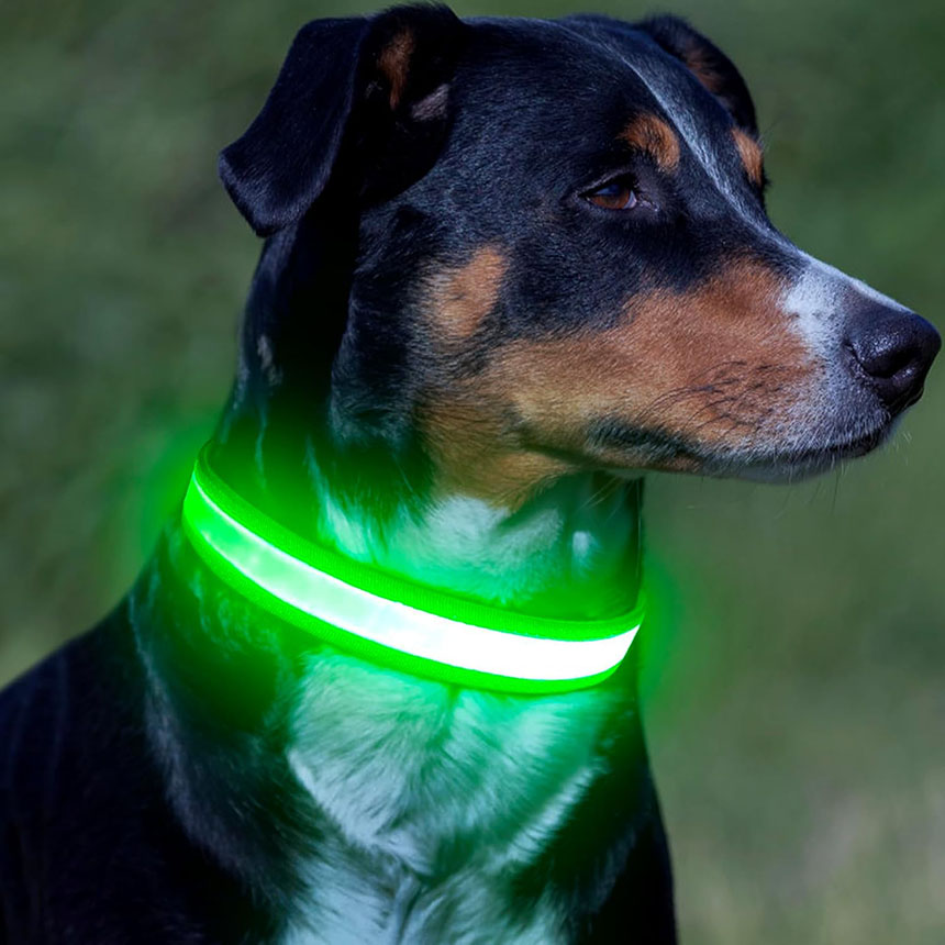 Dog wearing a bright green LED light-up collar for nighttime visibility.