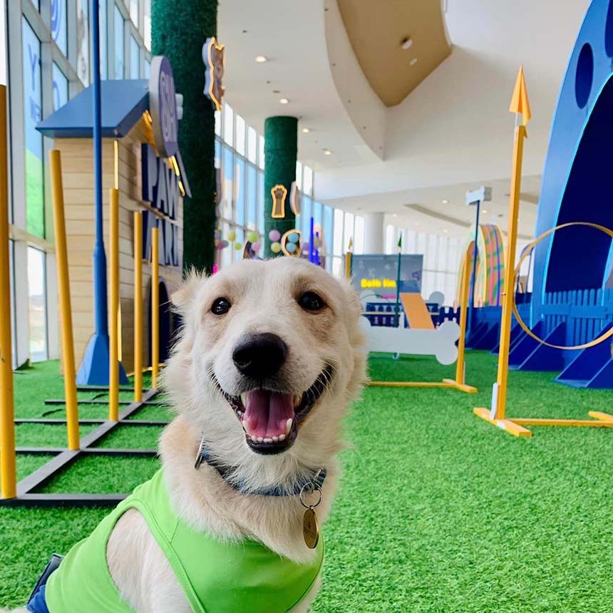 Happy dog wearing a green vest at the SM City East Ortigas pet play area.