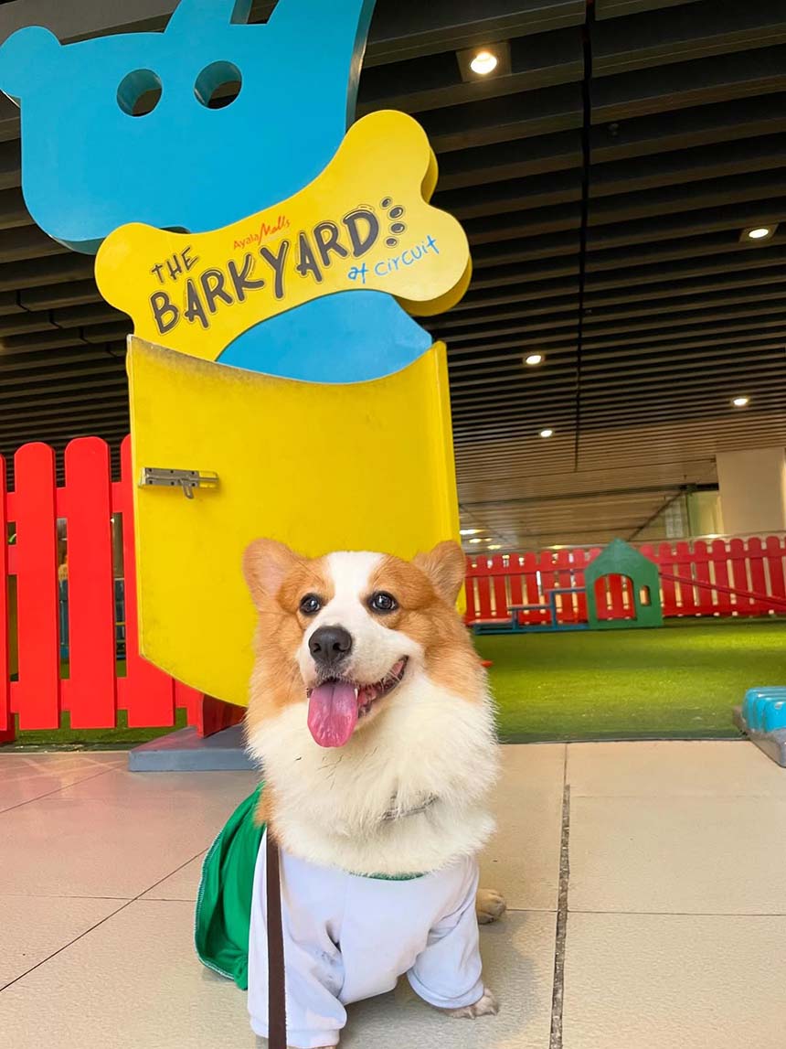 A happy corgi sitting in front of The Barkyard at Circuit Makati.