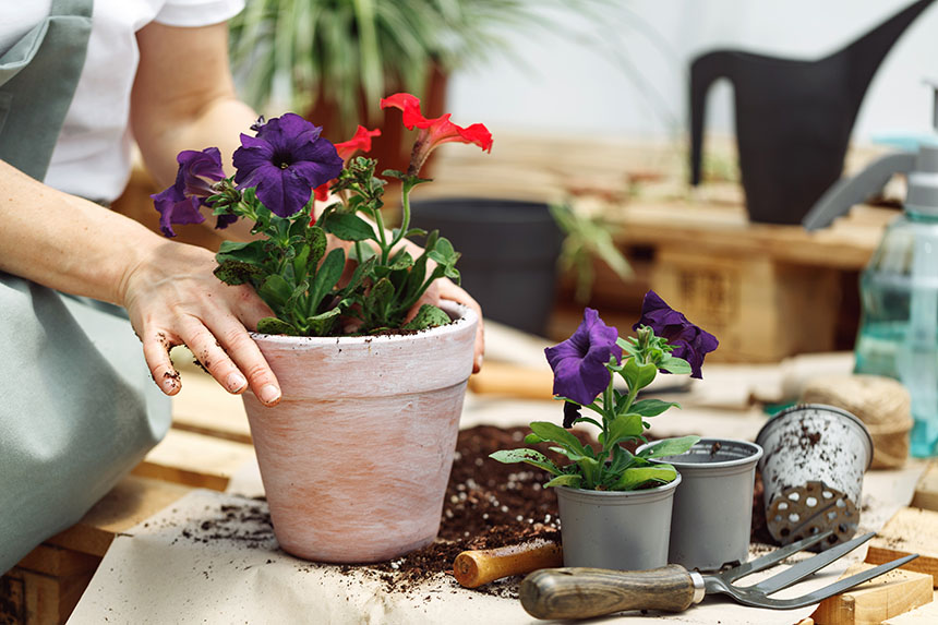 A woman potting flowers in a garden shed.
