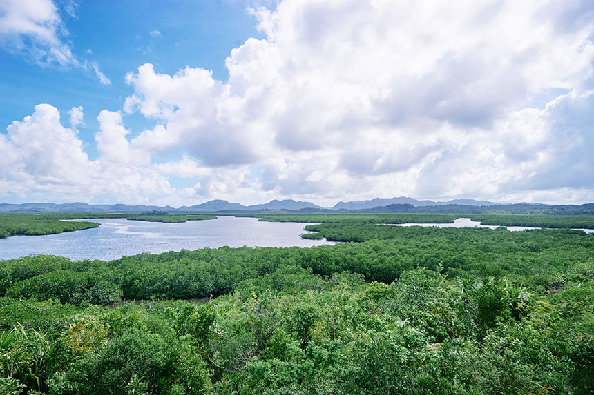 Photo of green mangroves sea lagoon in Siargao Island.