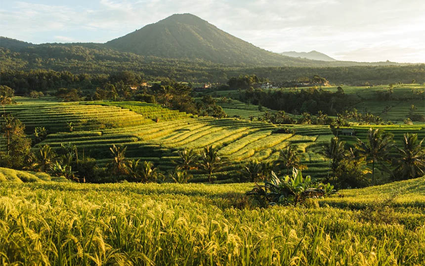 Rice terraces at Jatiluwih, Indonesia.