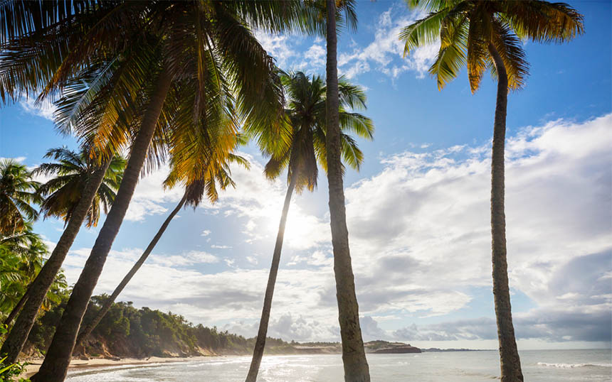 Palm trees near the shores of an island.