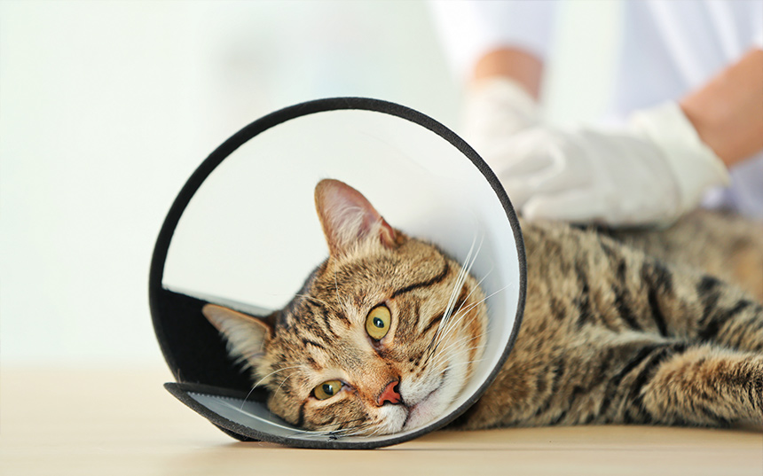 Cat wearing a protective cone collar after a veterinary procedure.