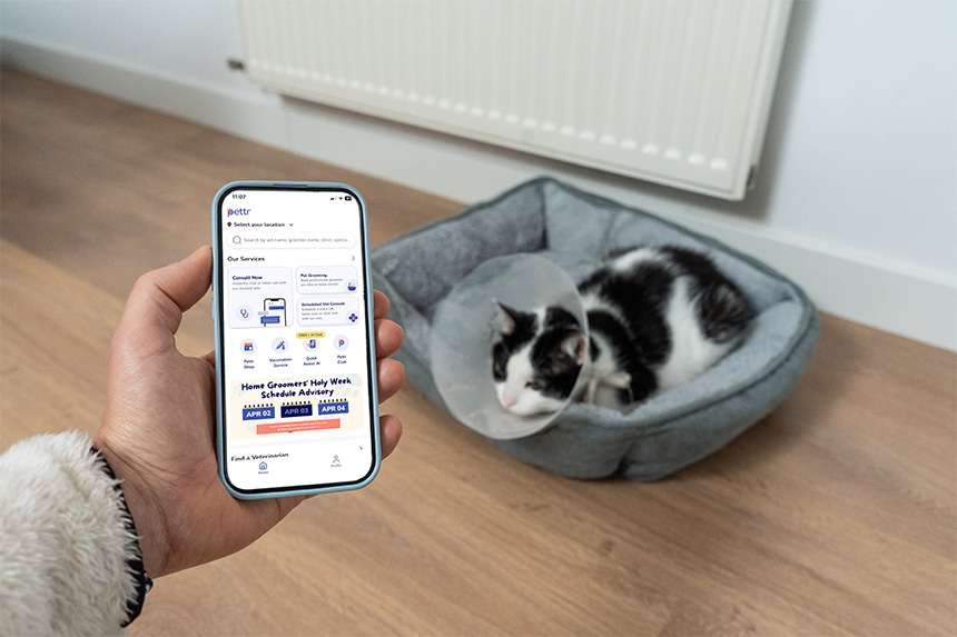 Pet owner holding a smartphone while a cat wearing a cone rests in a bed at home.