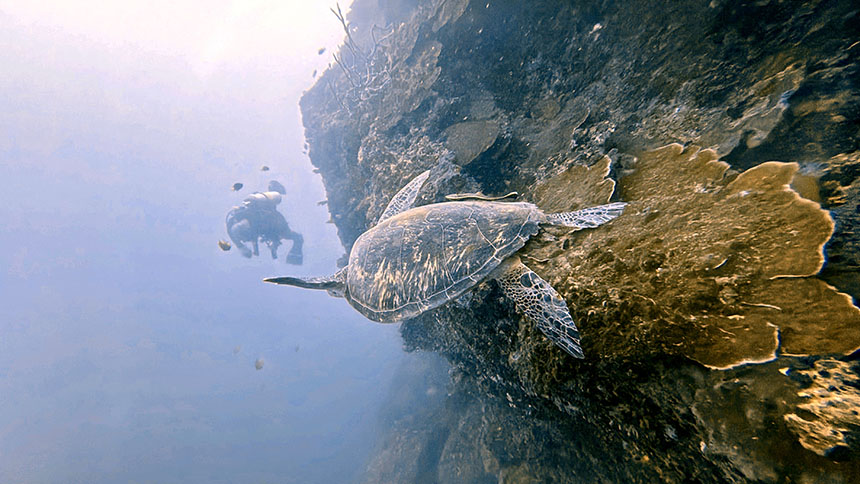 Sea turtle swimming along a coral reef with a diver in the background in Moalboal.