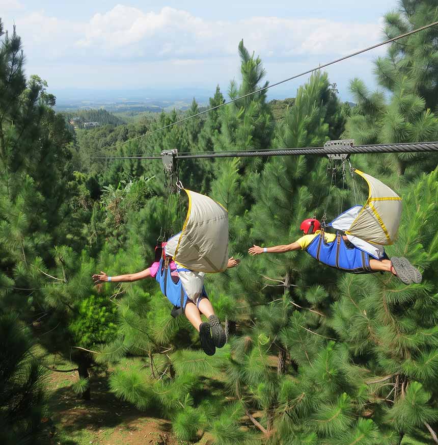 People riding a zipline over pine trees in Dahilayan Adventure Park, Bukidnon.