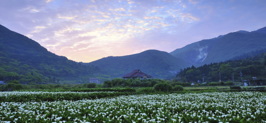 A calla lily field at Yangmingshan National Park in Taipei.