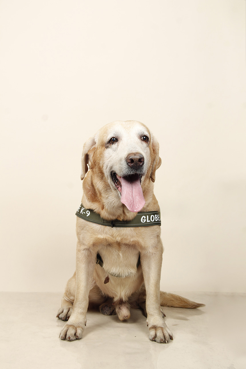 Ronie, Globe's explosive detection dog, wearing his K9 harness while seated for a portrait.