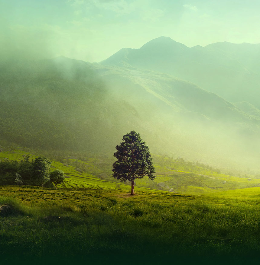 Scenic view of a mountain landscape representing reforestation.