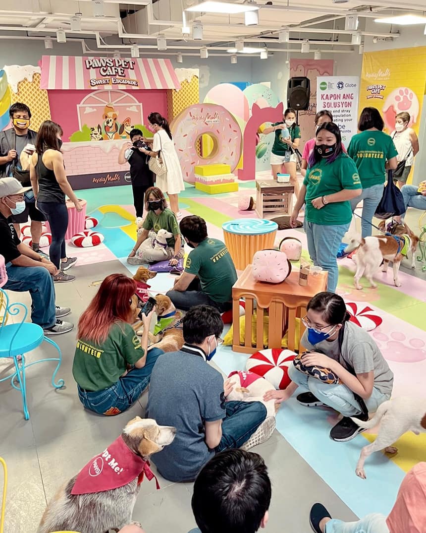 A group of people interacting with several rescue dogs at PAWS Pet Cafe.