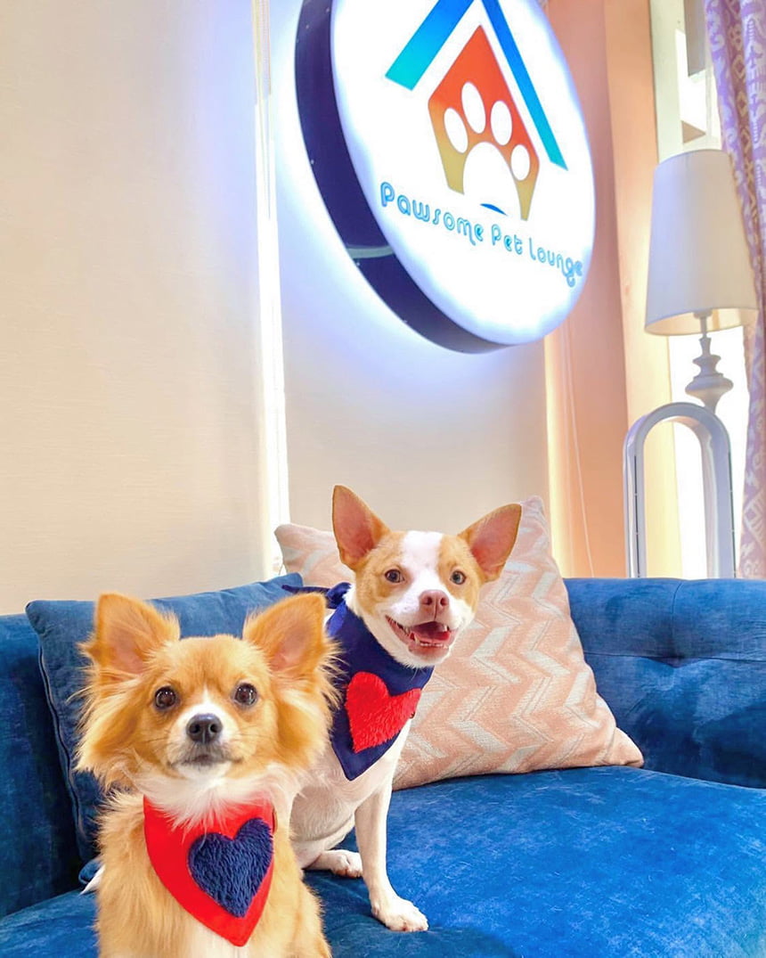 Two freshly groomed dogs sitting together proudly on a cozy sofa after a spa day.