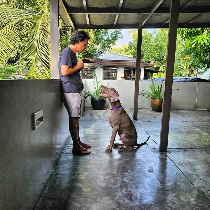 A well-behaved dog executing a sit command under the direction of an experienced pet trainer.