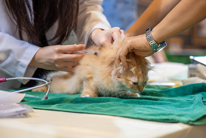 Veterinarian giving a vaccine to a cat during a checkup.