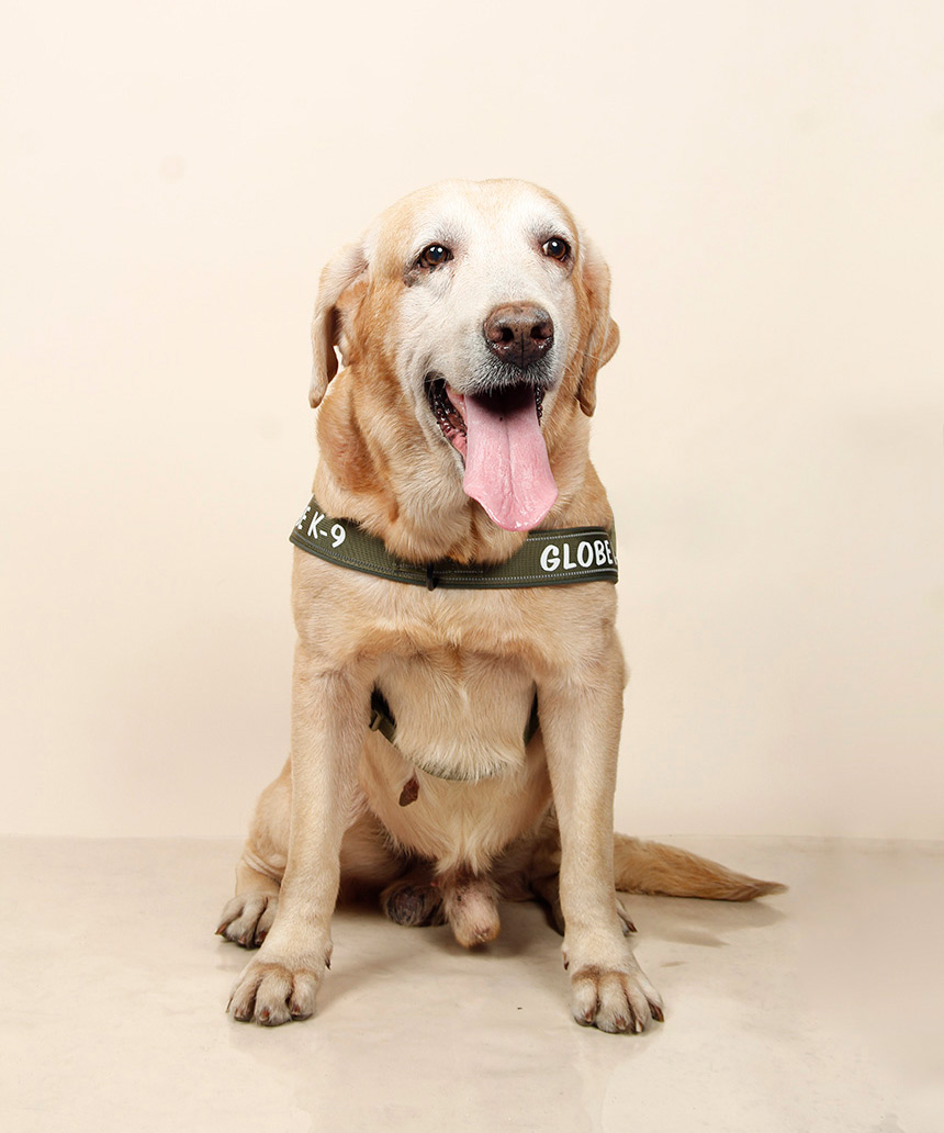Ronie, Globe's explosive detection dog, wearing his K9 harness while seated for a portrait.