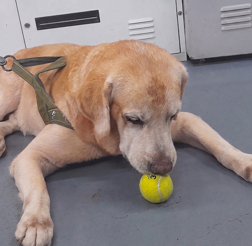 Ronie resting with his favorite tennis ball after a task.